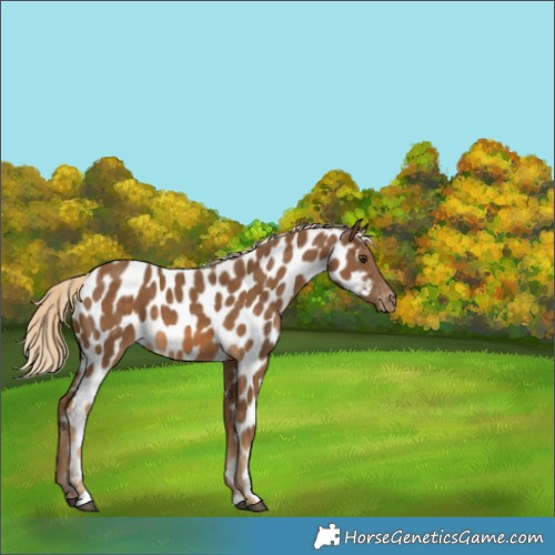 Horse Color:Chocolate Palomino Near Leopard 