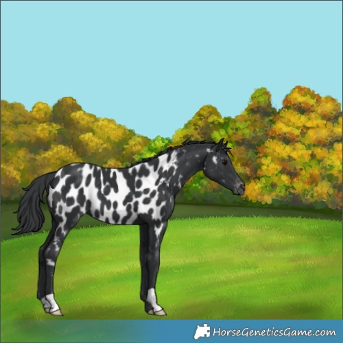 Horse Color:Black Near Leopard