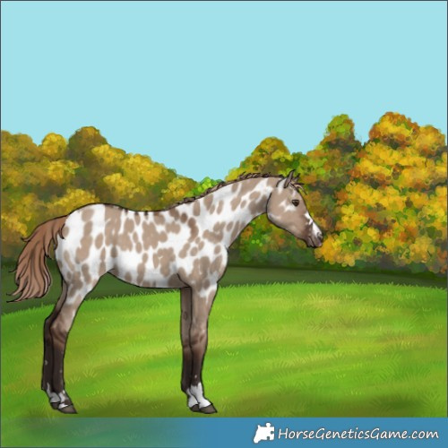 Horse Color:Liver Red Dun Near Leopard 