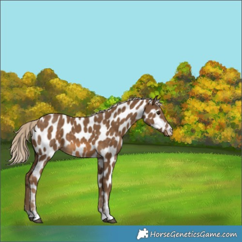 Horse Color:Chocolate Palomino Near Leopard