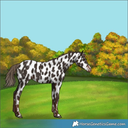 Horse Color:Liver Chestnut Leopard