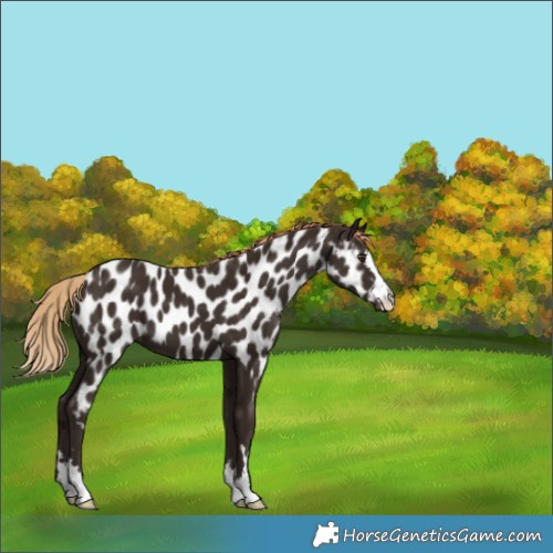 Horse Color:Liver Chestnut Near Leopard 