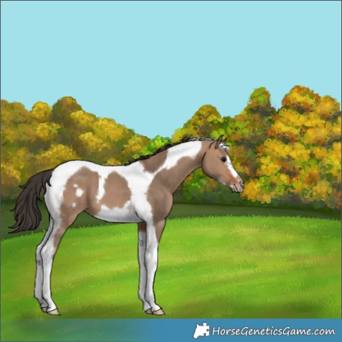 Horse Color:Bay Dun Tobiano Frame