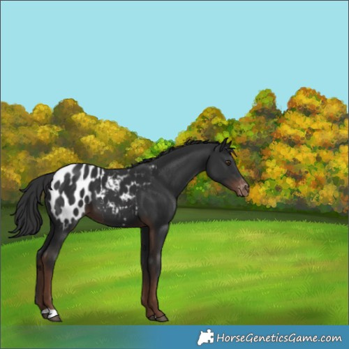 Horse Color:Liver Chestnut Blanket 