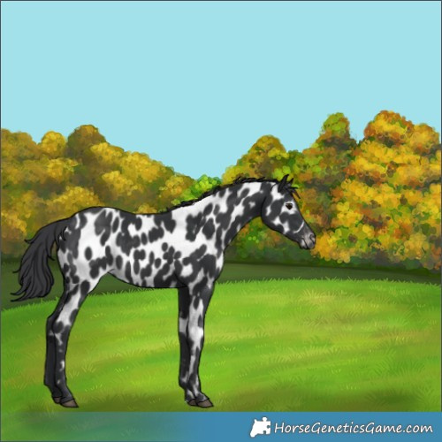 Horse Color:Black Near Leopard