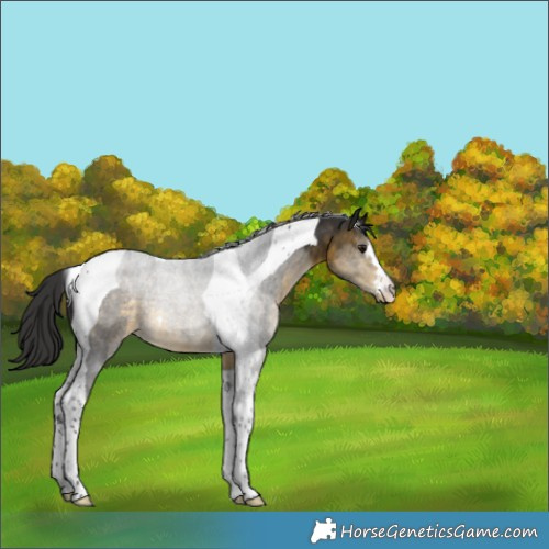 Horse Color:Buckskin Tobiano 