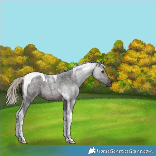 Horse Color:Gray Silver Brown Roan Tobiano