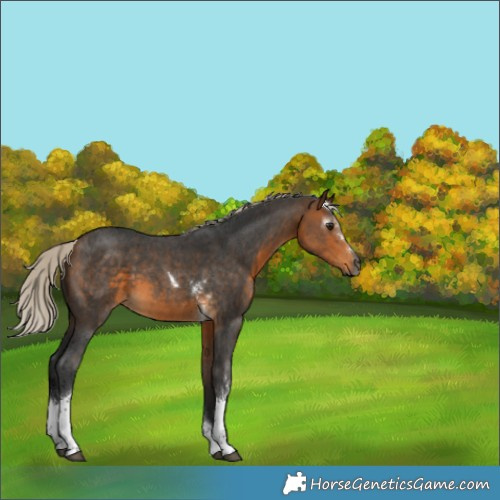 Horse Color:Gray Silver Buckskin Sabino Tobiano
