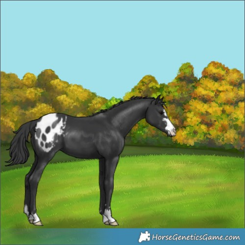Horse Color:Black Blanket