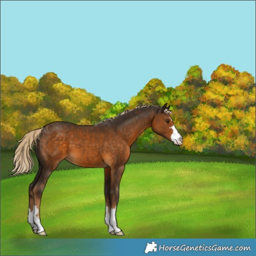 Horse Color:Chocolate Palomino