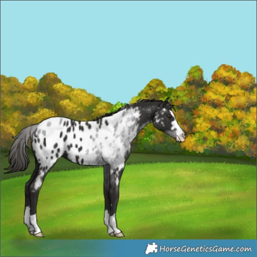 Horse Color:Liver Chestnut Blanket 