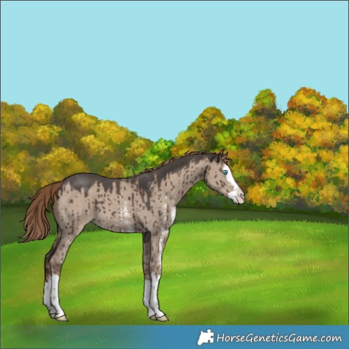 Horse Color:Liver Red Dun Sabino Splash Brindle 