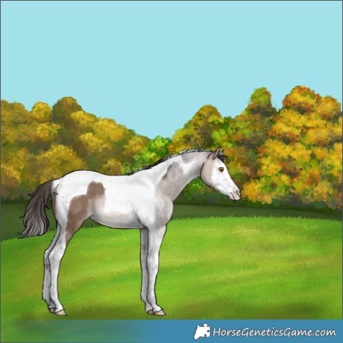 Horse Color:Bay Dun Splash Tobiano 