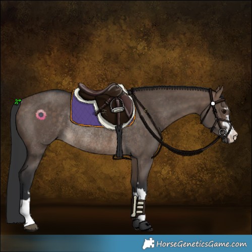 Horse Color:Brown Dun Rabicano 