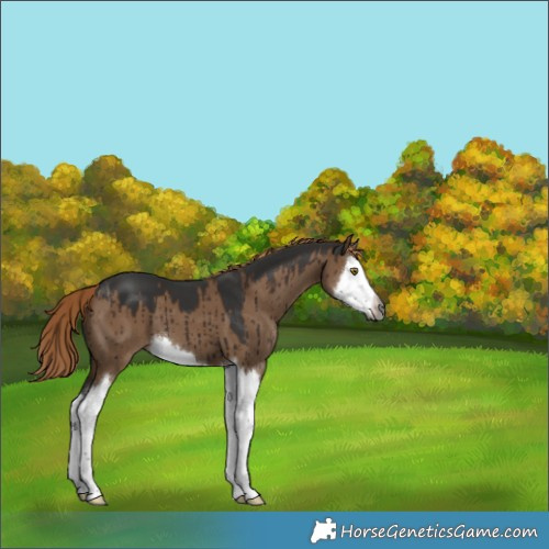 Horse Color:Gray Liver Red Dun Splash Brindle 