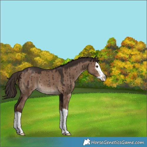 Horse Color:Liver Red Dun Splash Brindle