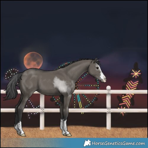 Horse Color:Grullo 