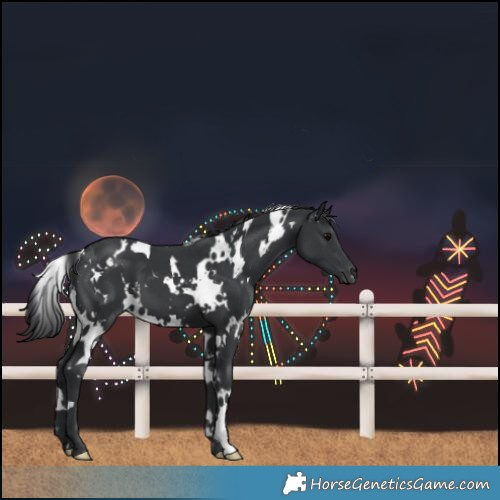 Horse Color:White Spotted Black