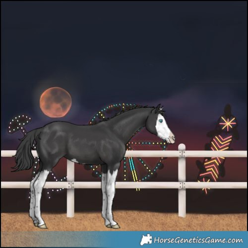 Horse Color:Black Splash 