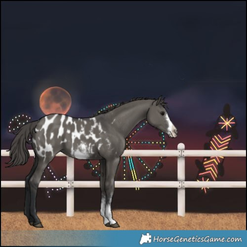 Horse Color:Grullo Sabino Frame Near Leopard 