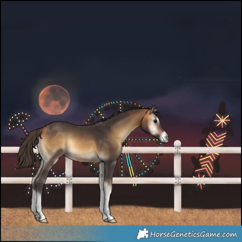 Horse Color:Buckskin Onyx