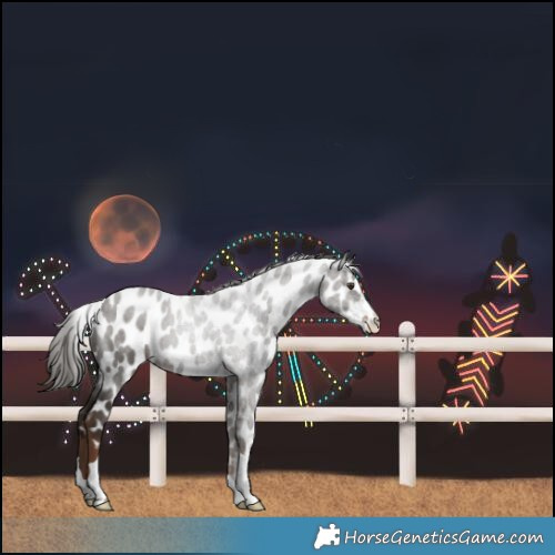 Horse Color:Liver Chestnut Leopard 