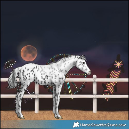 Horse Color:Black Leopard