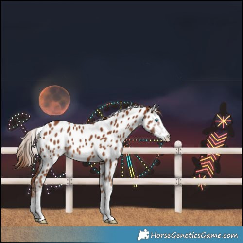 Horse Color:Chestnut Splash Leopard 
