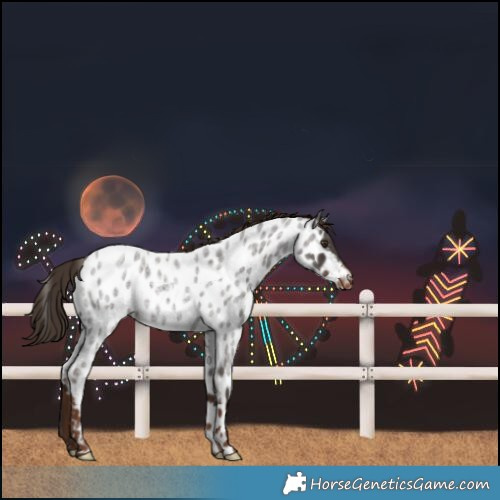 Horse Color:Liver Red Roan Near Leopard