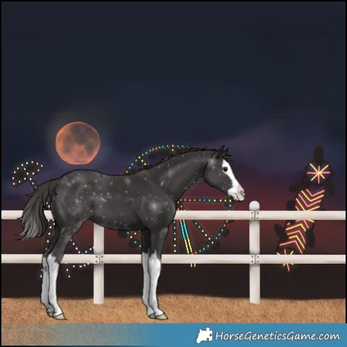 Horse Color:Smoky Black Splash