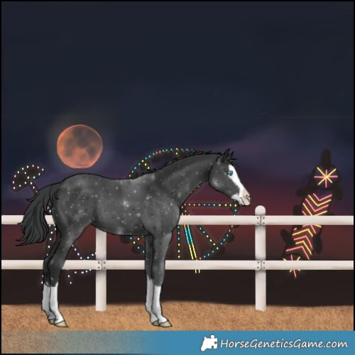 Horse Color:Black Splash