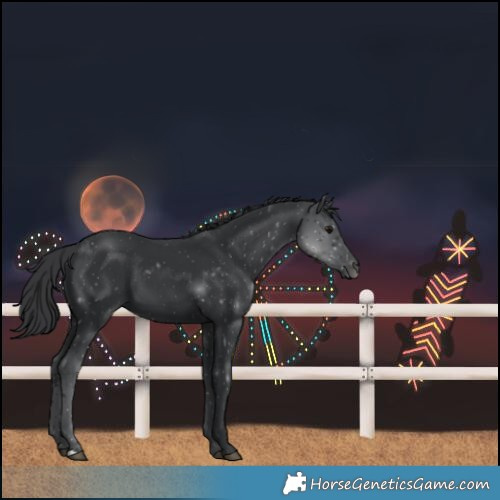 Horse Color:Black 