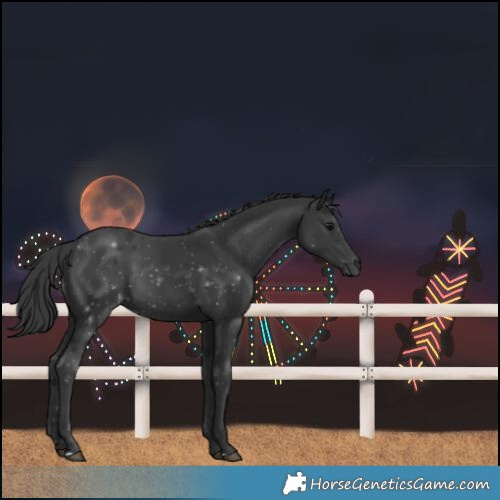 Horse Color:Black 