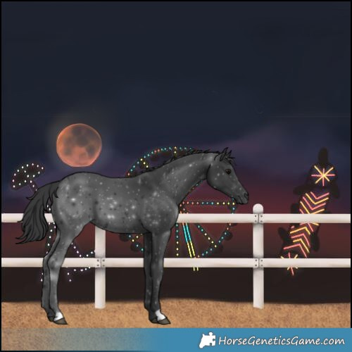 Horse Color:Black 