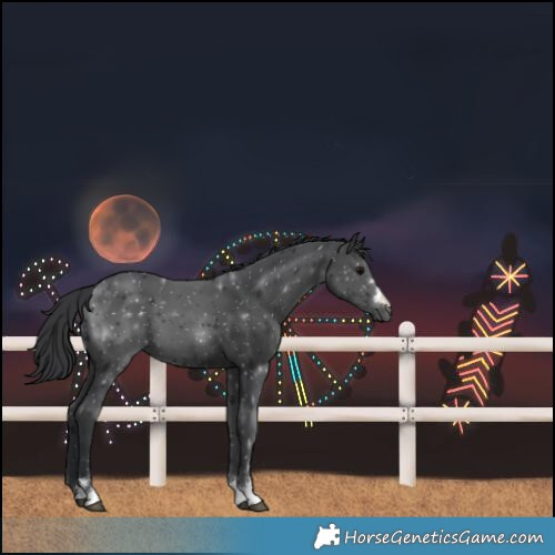 Horse Color:Black 