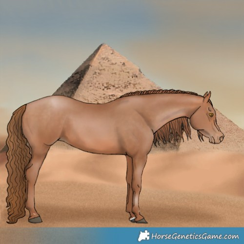 Horse Color:Bay Pearl
