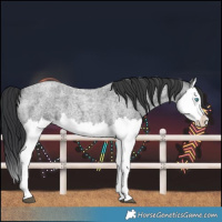 Horse Color:Blue Roan Splash 