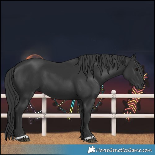 Horse Color:Black 
