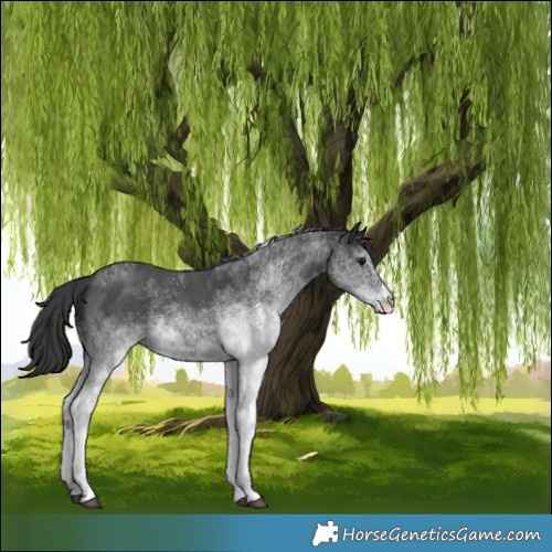 Horse Color:White Spotted Black 