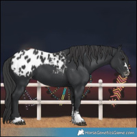 Horse Color:Black Blanket