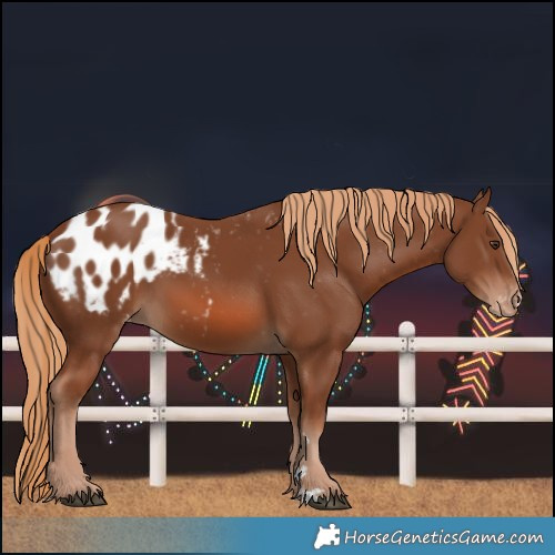 Horse Color:Chestnut Blanket