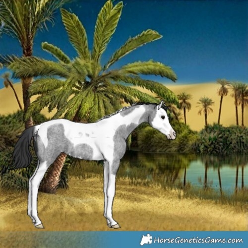 Horse Color:Blue Roan Splash Tobiano 
