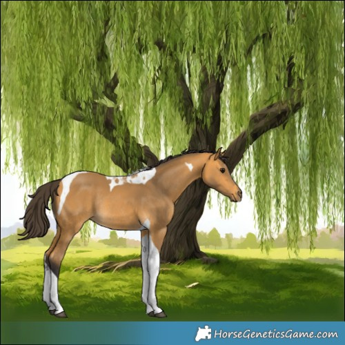 Horse Color:Buckskin Tobiano Rabicano 