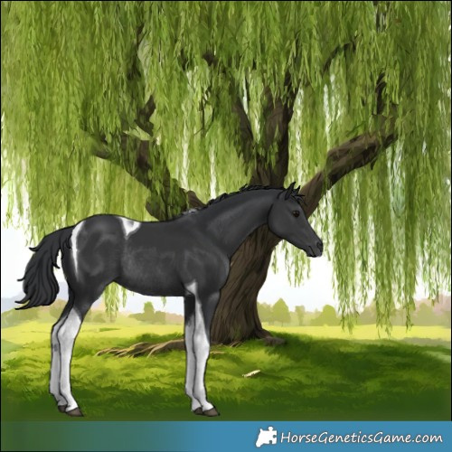 Horse Color:Black Tobiano Rabicano