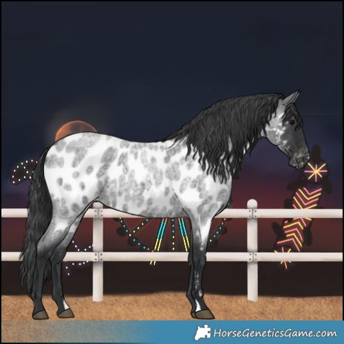 Horse Color:Blue Roan Near Leopard 