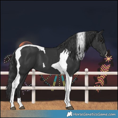 Horse Color:Black Tobiano 