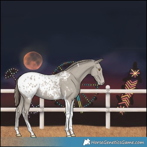 Horse Color:Classic Cream Champagne Tobiano Blanket