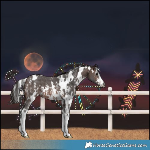Horse Color:Gray White Spotted Bay Sabino 