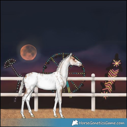 Horse Color:White Spotted Silver Brown Dun Frame Near Leopard 