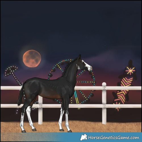 Horse Color:Gray White Spotted Brown 